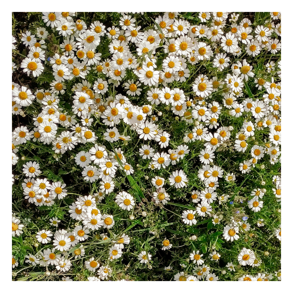 Square polaroid format